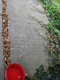 image of grave number 517087